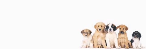 jinnieblues's profile banner image