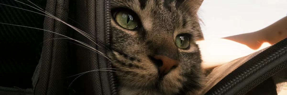 lidhsn's profile banner image
