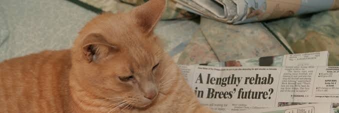 CatofNewsno's profile banner image