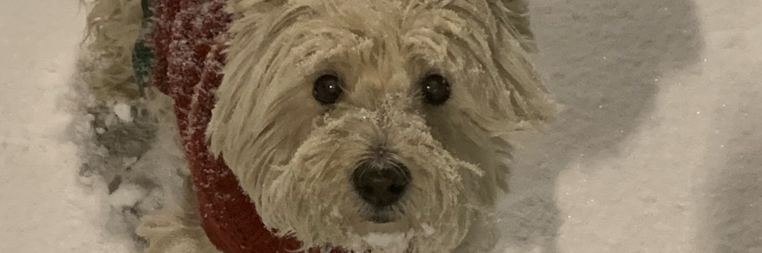 #CarneyMustGo banner