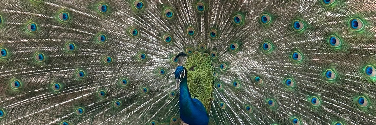 hugocroco's profile banner image
