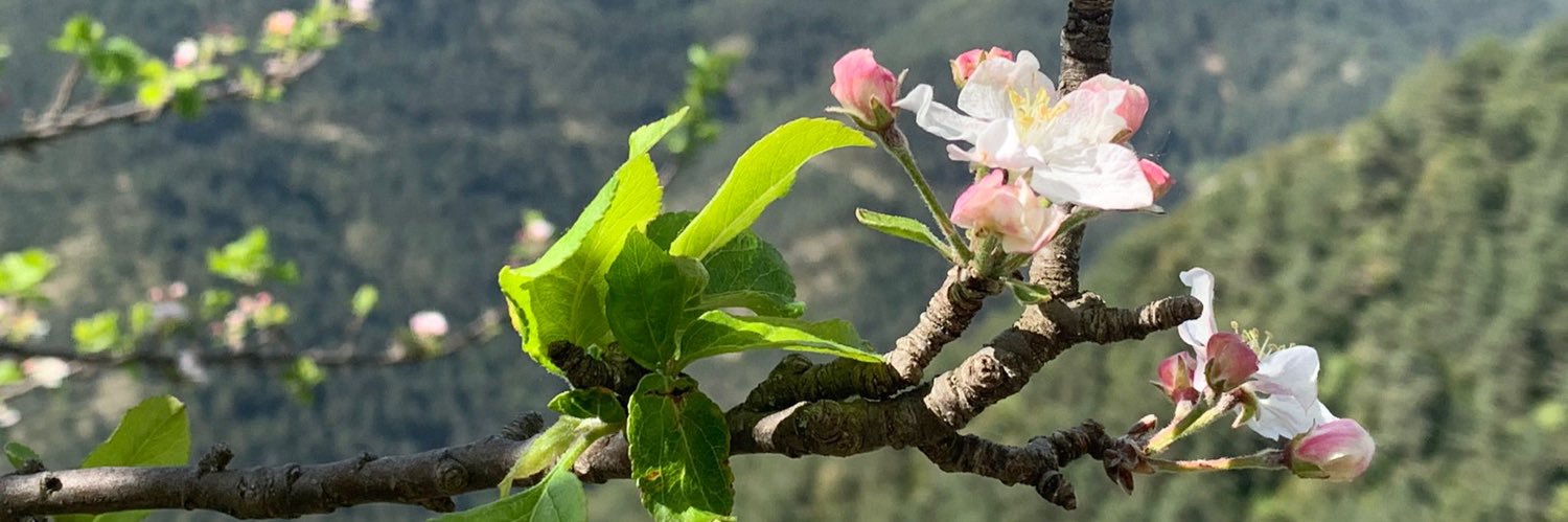 MªDomingo-Coscollola banner