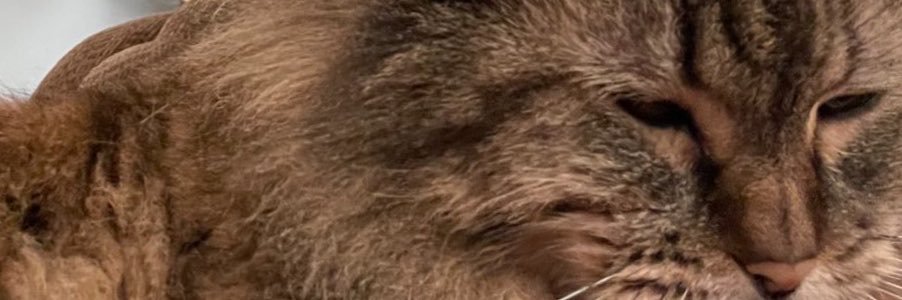 SLCLolaKitty's profile banner image