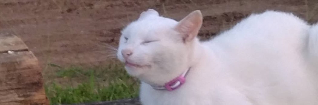 mimi_Waido's profile banner image