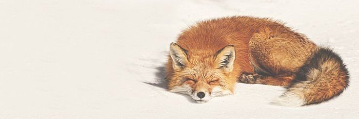 toarnic's profile banner image