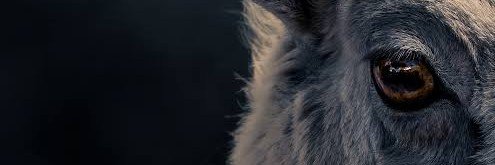 voldigoat_'s profile banner image