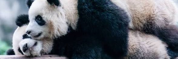 panda6967's profile banner image