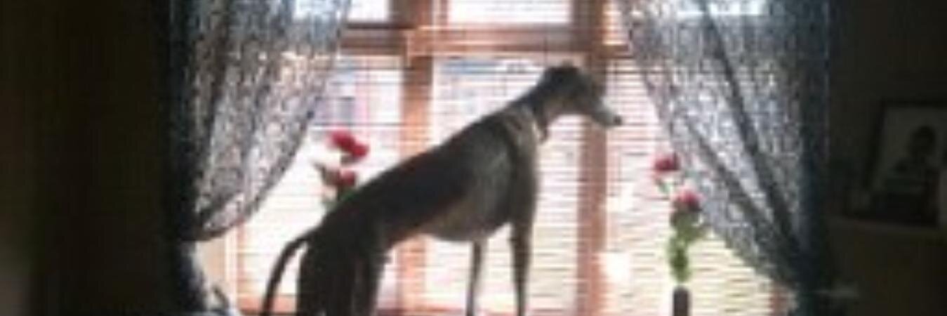 SallyClarke's profile banner image