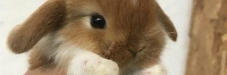 vnzcbaby's profile banner image