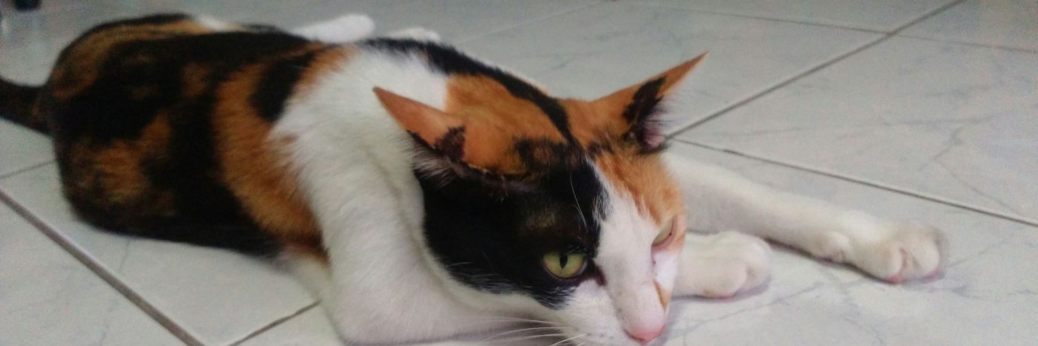 PinkPhet's profile banner image