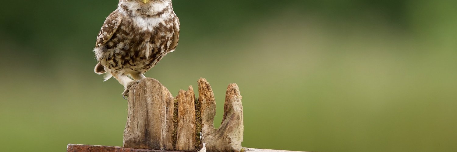 guinocture's profile banner image