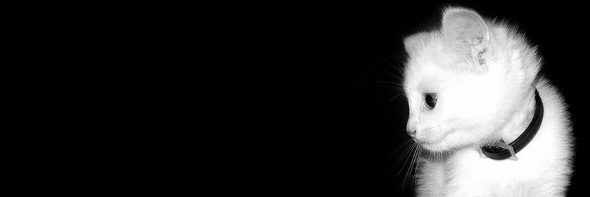 Kash444ever's profile banner image