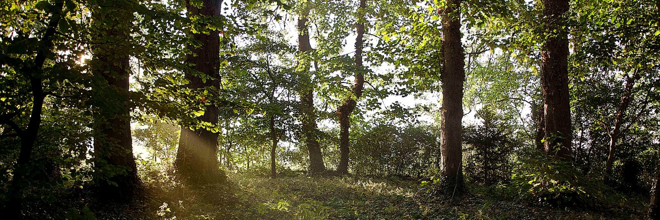 treesurgery's profile banner image
