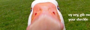 DuckInspector's profile banner image