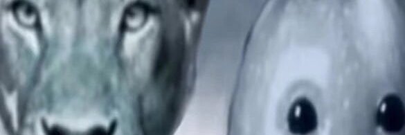 llxxjc0's profile banner image