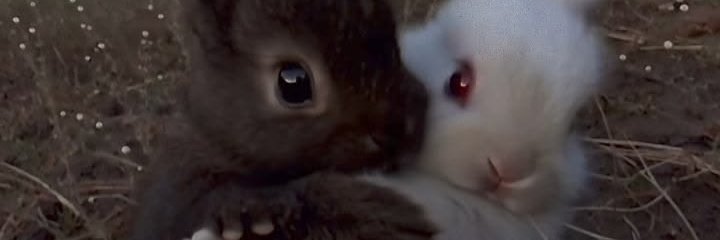 deadvampirisa's profile banner image