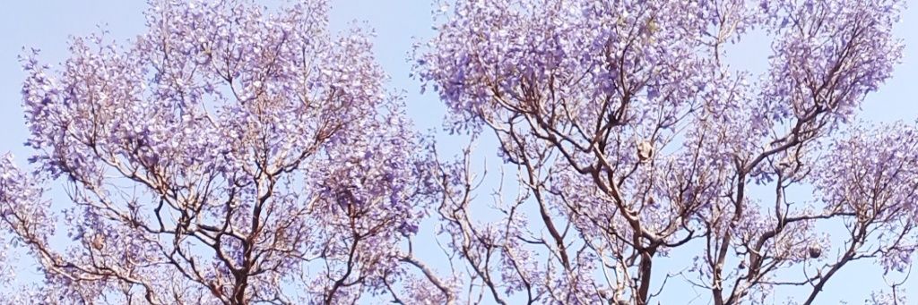 chagobrin's profile banner image