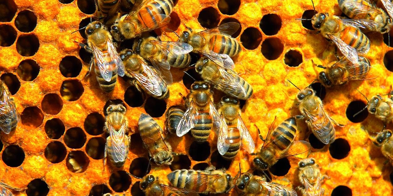 Sheffield Beekeepers banner