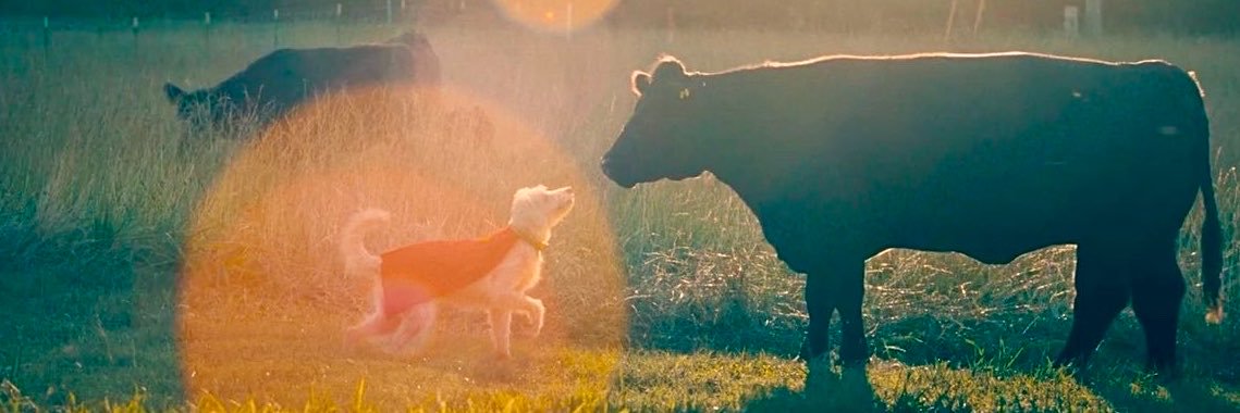 stardogkrypto's profile banner image