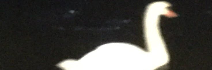 Thiago88x's profile banner image