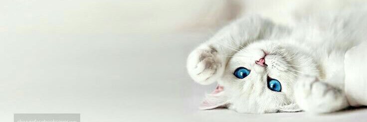 Martinahalia's profile banner image