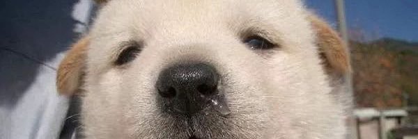 Yunounon's profile banner image