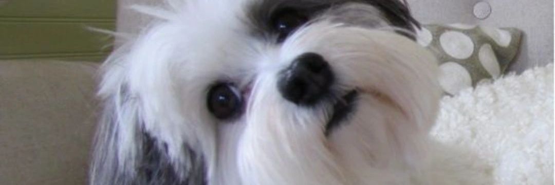lisasteve233's profile banner image