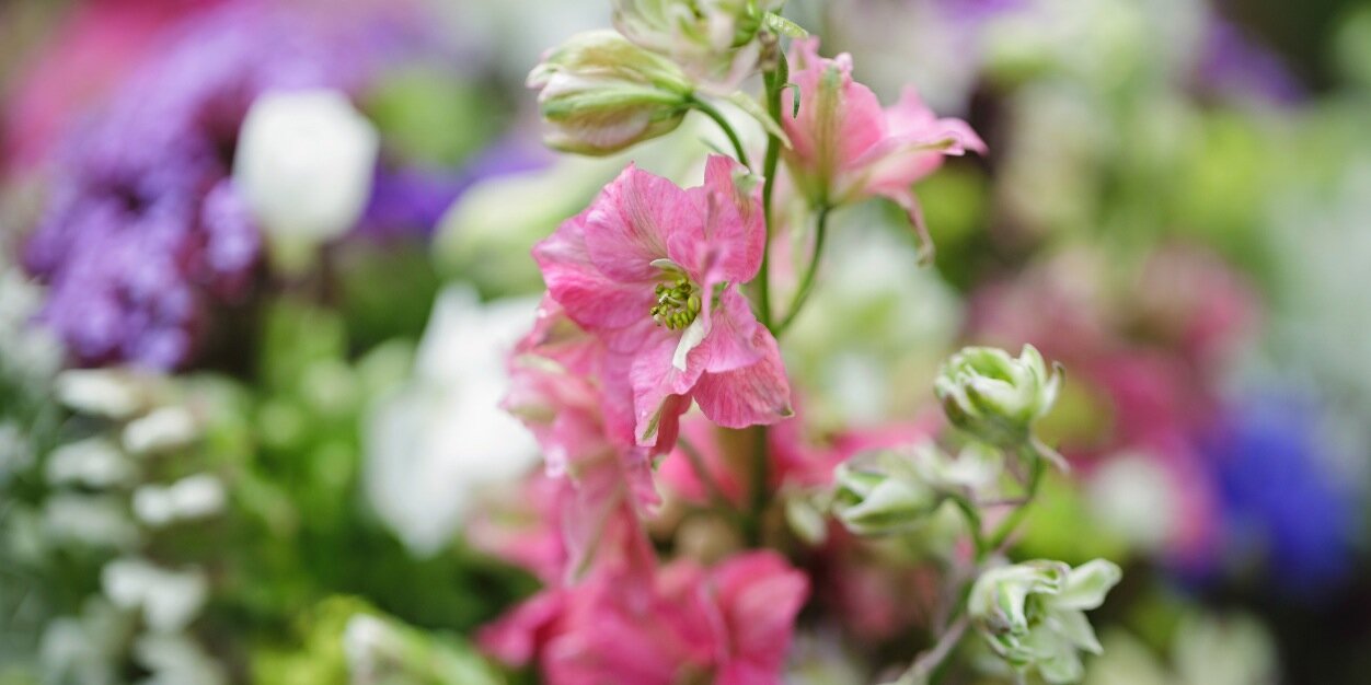 Amy Stackhouse banner