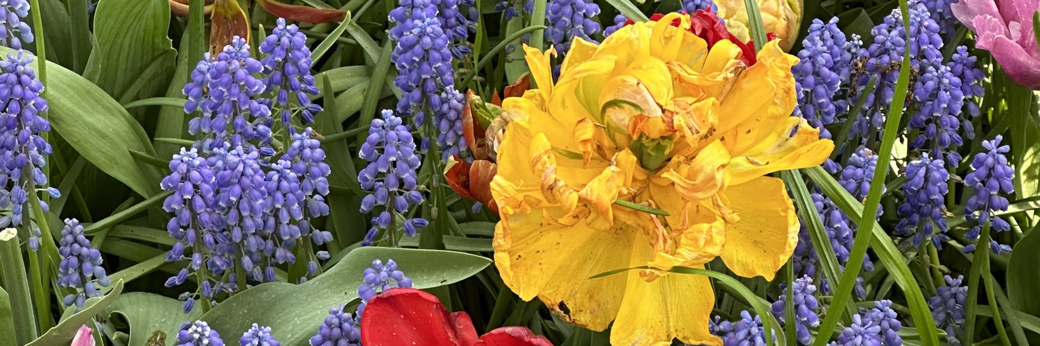 ShariGeller's profile banner image