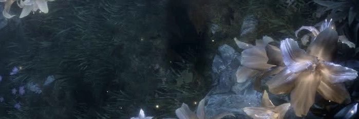 coraxll's profile banner image