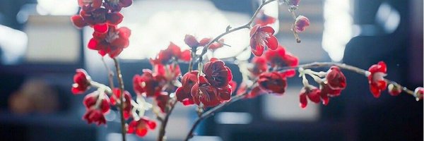 ChitzurU Profile Banner