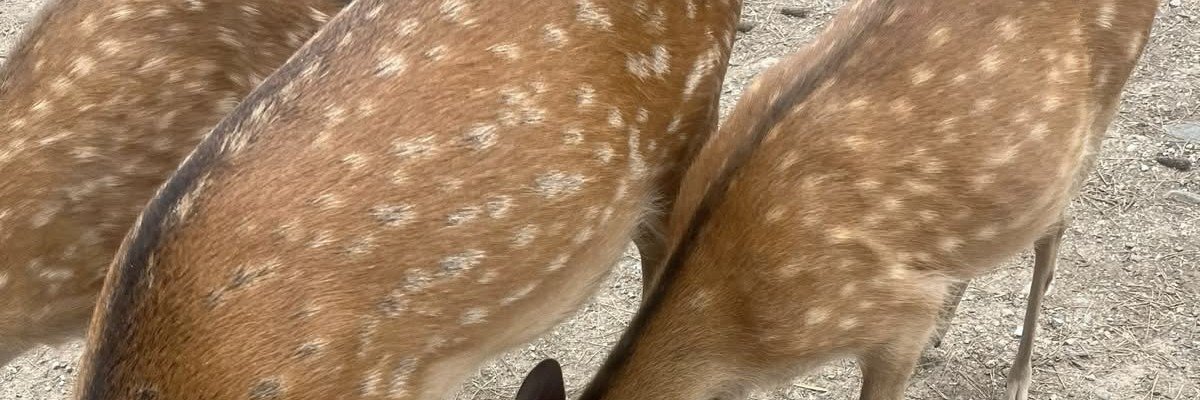 deergirlhead's profile banner image