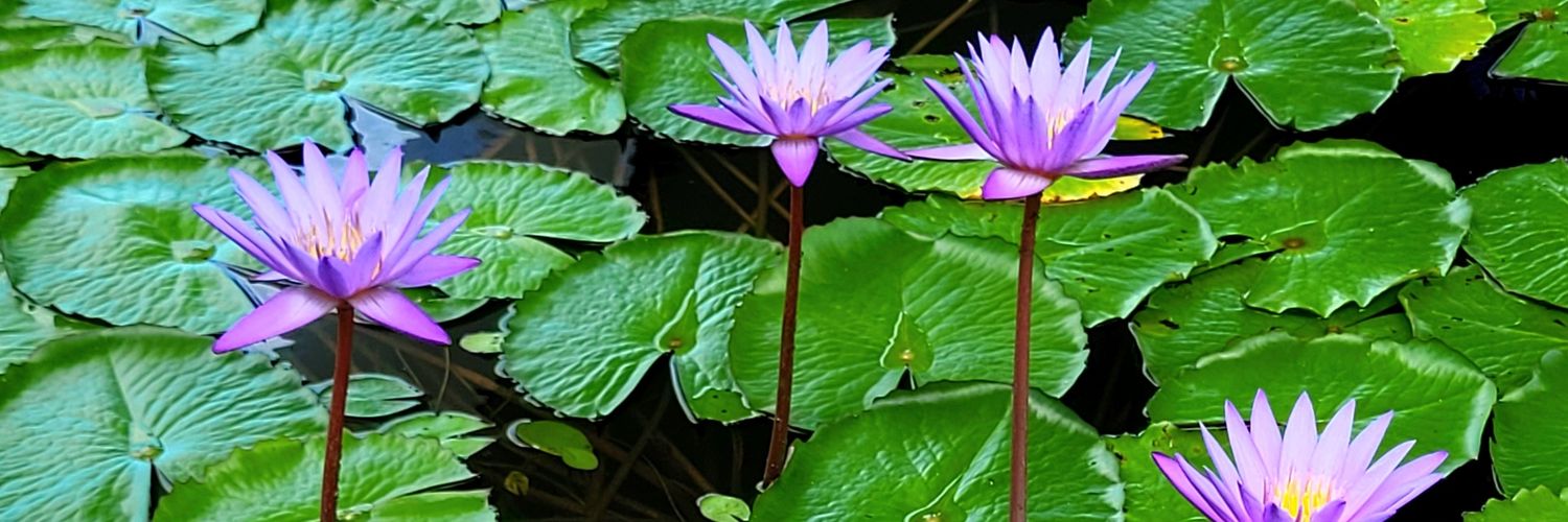 sashacrak's profile banner image