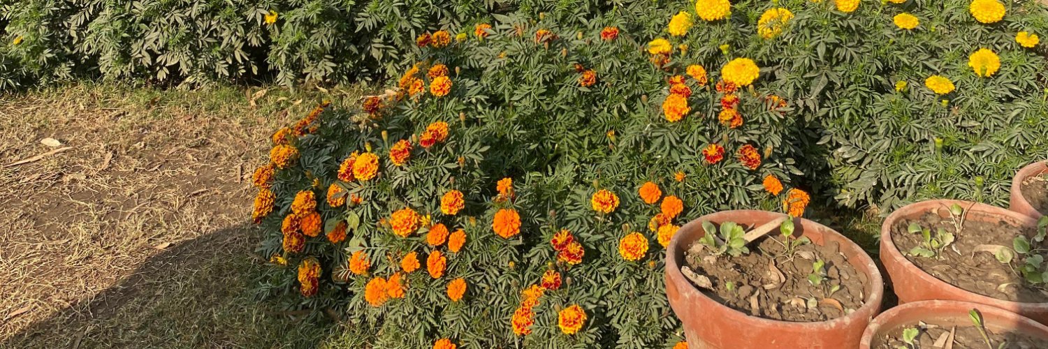 mahrukhpixel's profile banner image