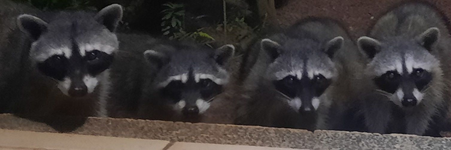 janine tami woolf 🇺🇦🍃Pura Vida 🤘ג'נין banner