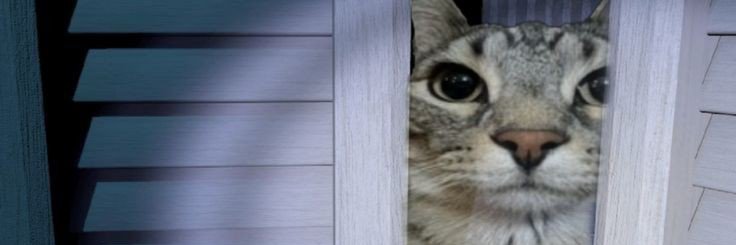 Veinhel's profile banner image