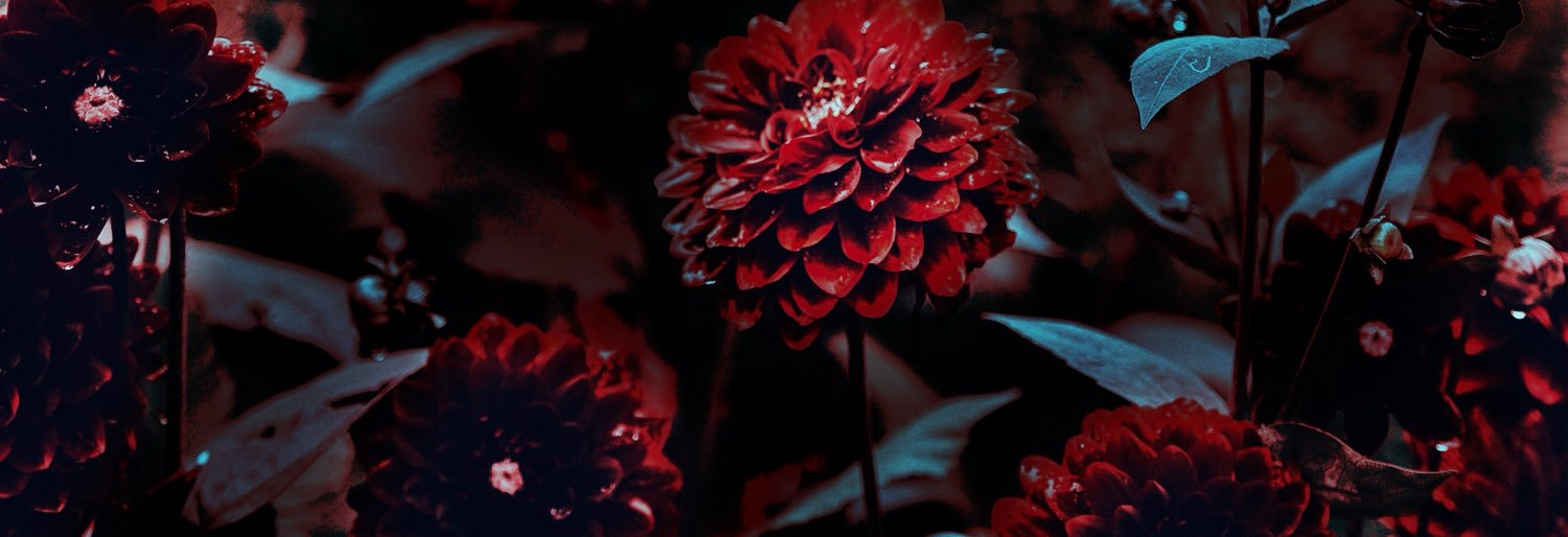 decayingdahlia's profile banner image
