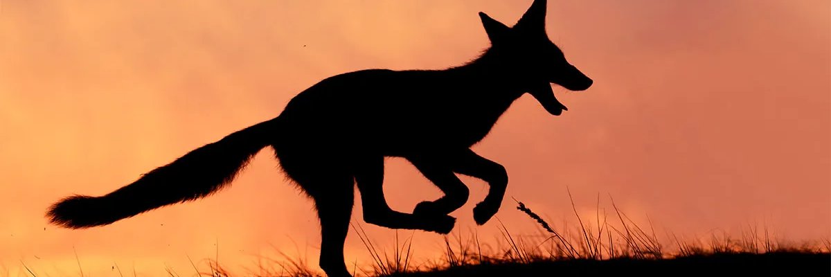 foxidz's profile banner image