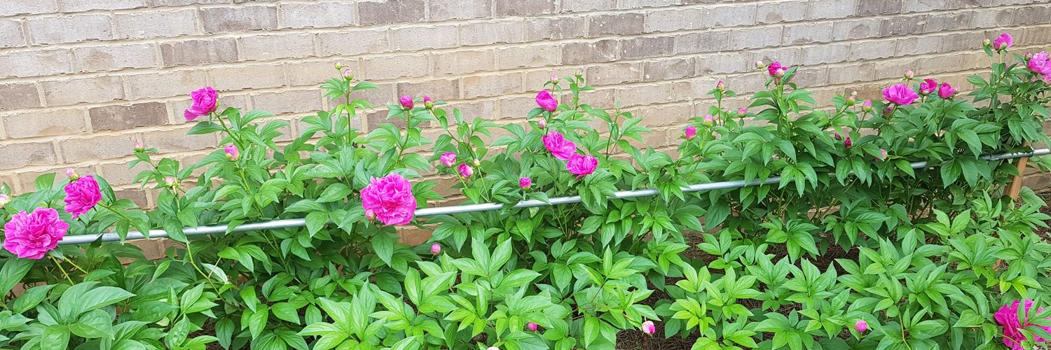 Goat Mom 🐐 🇺🇸🇮🇱 banner