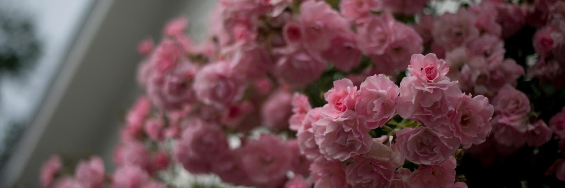 lauralowery's profile banner image