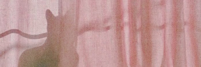 katsbaird's profile banner image