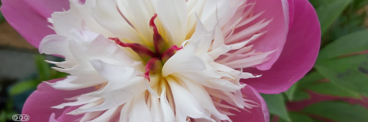 marypg keating aka Mary-the-Cat🔻 banner