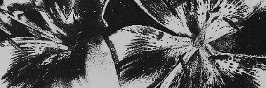 amieckari's profile banner image