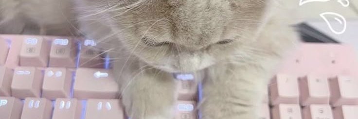 cateviaskitty's profile banner image
