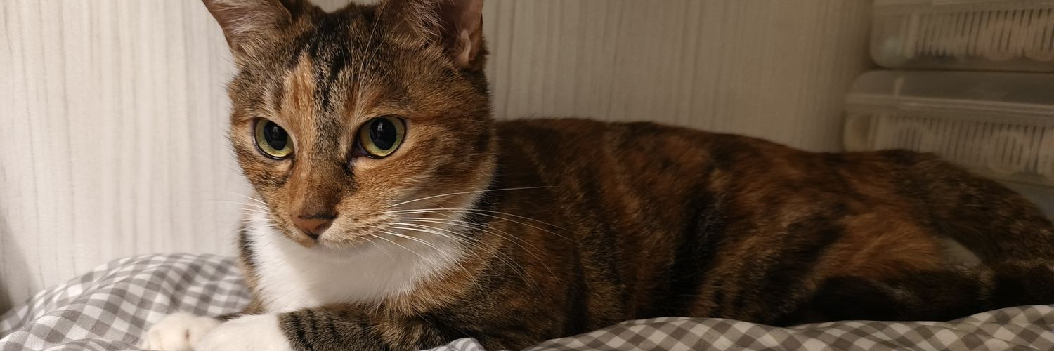 shakesnello's profile banner image