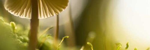 jxucymui's profile banner image