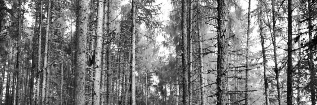 MissCDeighton's profile banner image