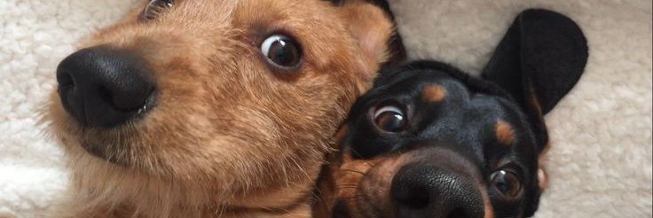 vinixzz33's profile banner image