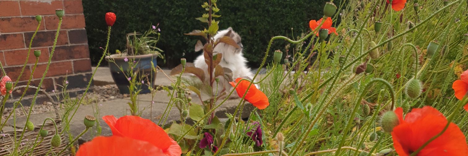 catcream's profile banner image