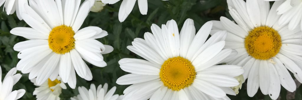 lauraserarols's profile banner image